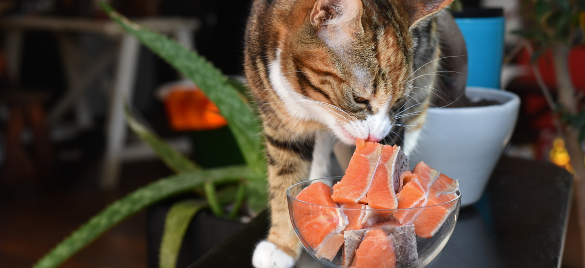 cat with raw fish pieces