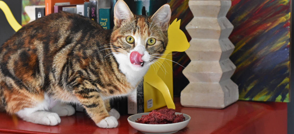 Cat with raw food