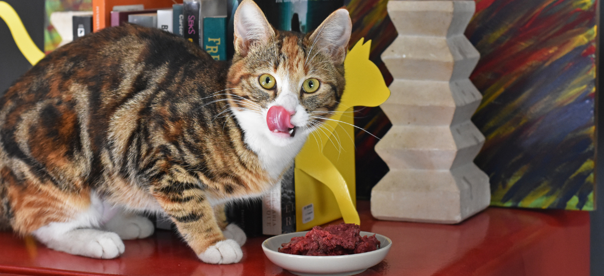 cat with raw food