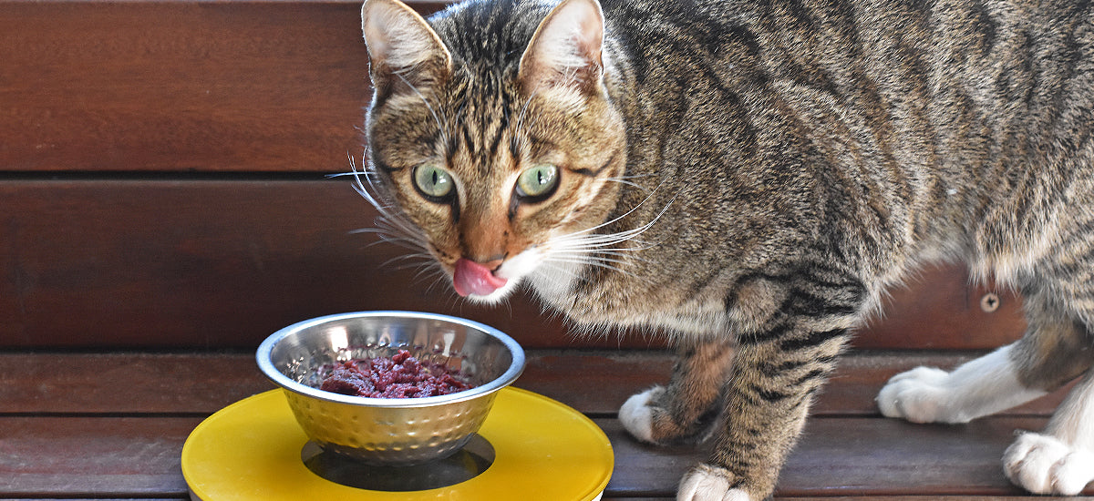 How much raw food do I feed my cats and dogs?