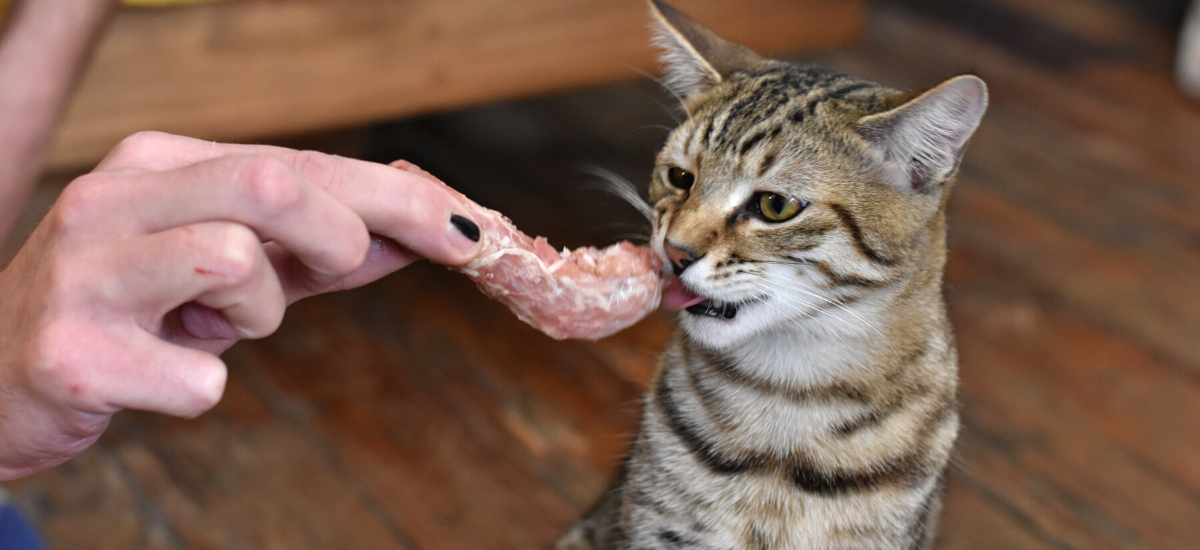 Cat with a raw chicken neck