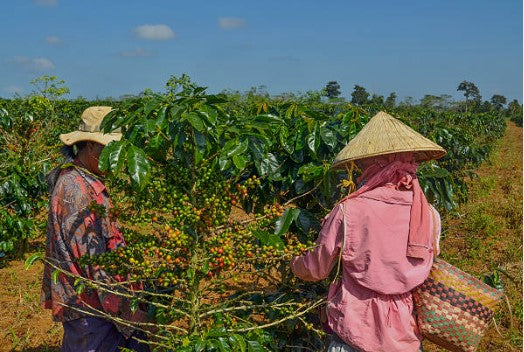 Vietnamese Coffee Farmers