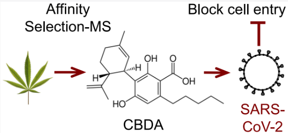 CBDA blocks cellular entry of SARS-CoV-2