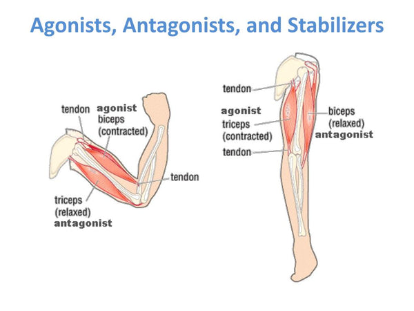 Muscle Function & Balance with Cycling Stretches