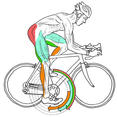 Massimizzare lo Sviluppo dei Polpacci Attraverso il Ciclismo