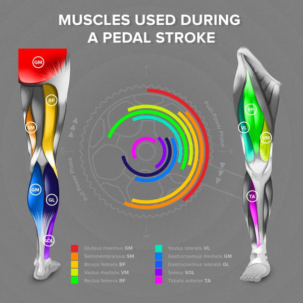 Muskeln während eines Pedaltritts verwendet
