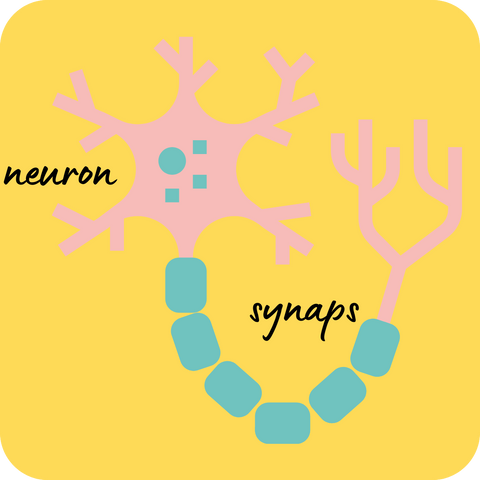 neuron en synaps