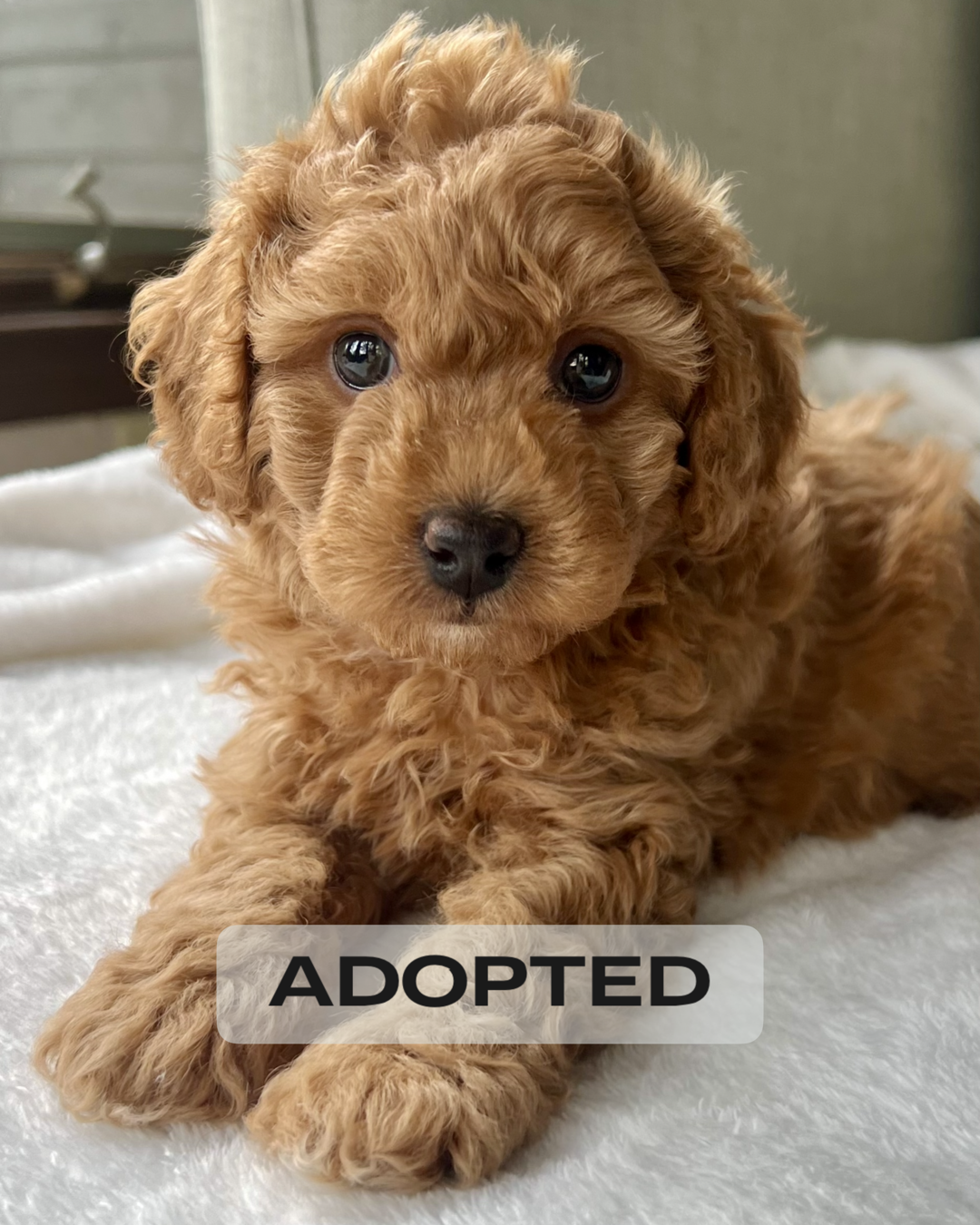 Kingston Poochon Puppy 💙 SOLD