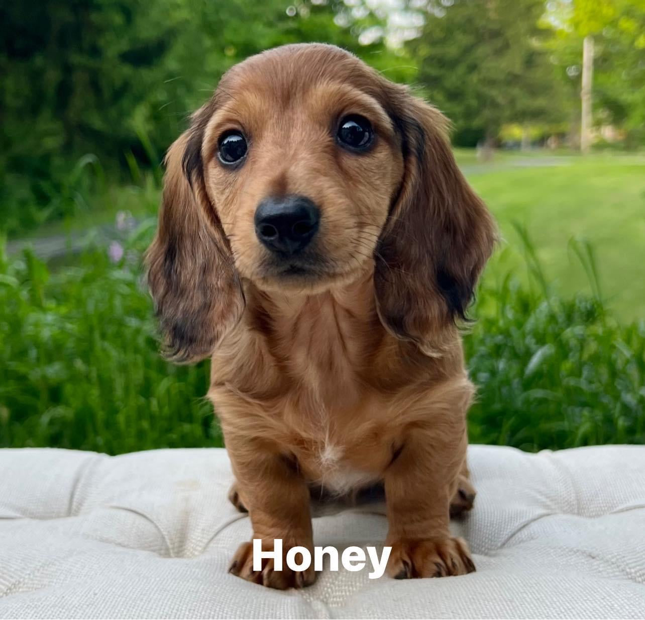 mini doxie puppies