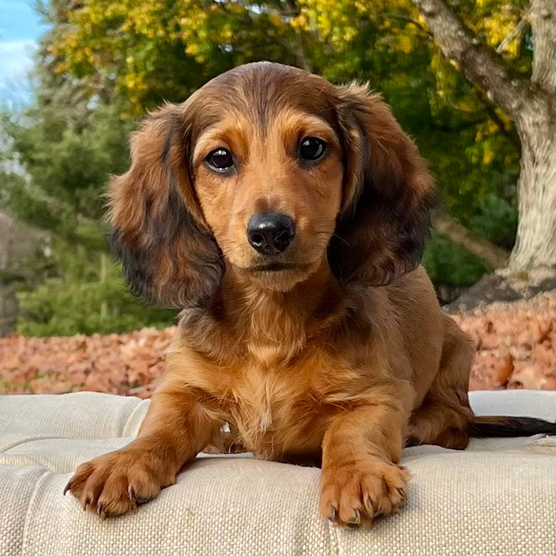 Woody Dachshund Puppy ???? Sold – Precious Pups Usa