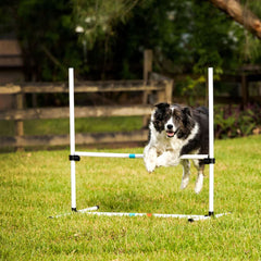 Border Collie jumping a dog agility jump