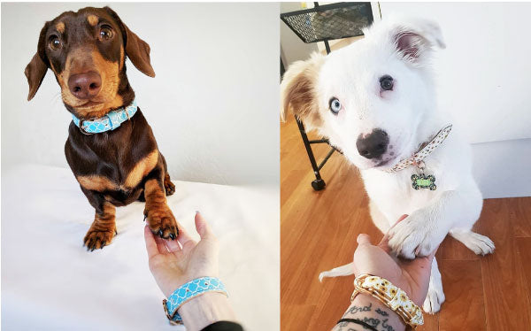 Two cute dogs that are wearing matching dog collar and bracelet