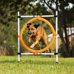 Brown dog jumping through hoop jump