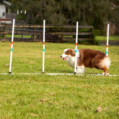 border collie going through dog agility weaves
