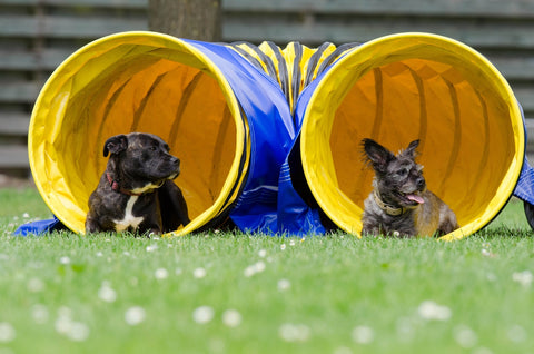 dogs in dog agility tunnel