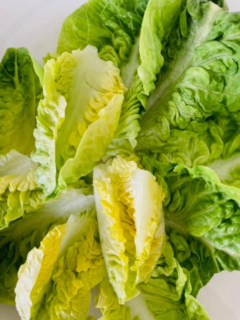 Lettuce