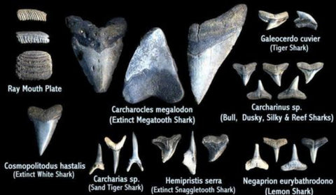 Gulf Coast Shark Tooth Identification – 