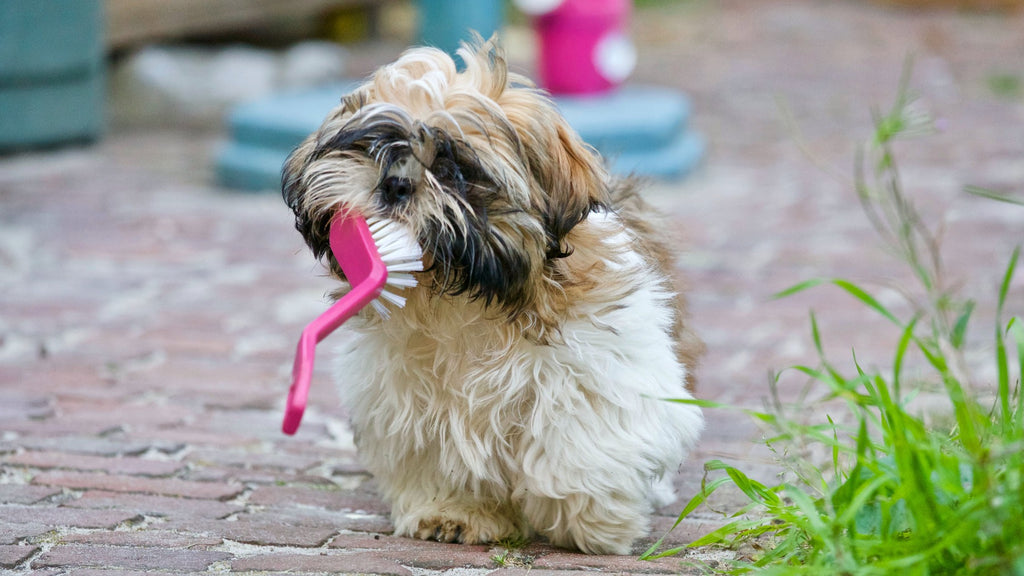 Schnautzer hond met afwasborstel in de bek