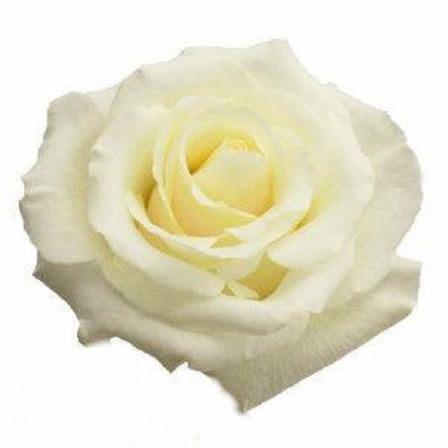 Playa Blanca Rose White, 50 cm ( White Beach ) - Potomac Floral Wholesale