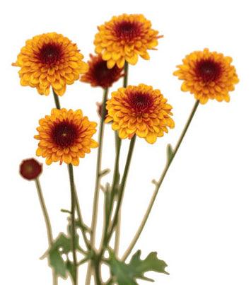 Daisies - Bulk – Flowers For Fundraising