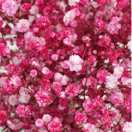 Wholesale Light Pink Tinted Baby's Breath