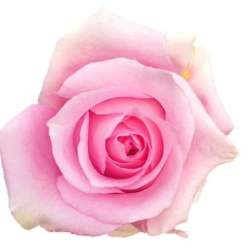 Art Deco Pink Roses Wholesale