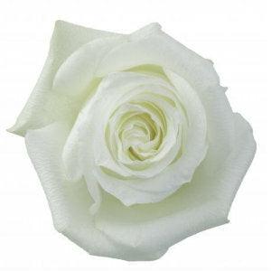 Vendela Roses, Wholesale Roses, FiftyFlowers