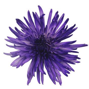 Purple Cushion Spray Mums - Florabundance Wholesale Flowers