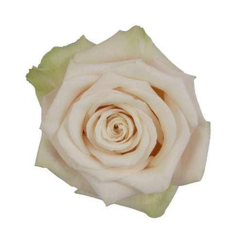 Rose, Sahara - Sandy Cream/Beige, 50 cm - Potomac Floral Wholesale