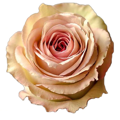 Art Deco Garden Rose