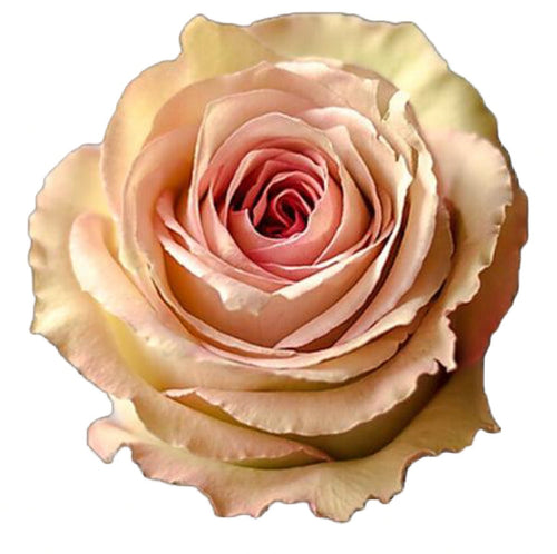 Buy Wholesale Mandala Pink Wholesale Rose in Bulk - FiftyFlowers