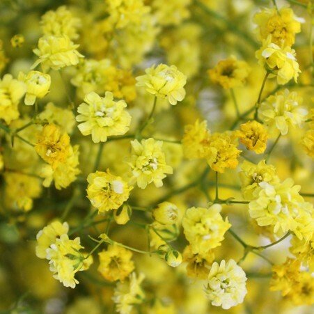 Light Pink Tinted Baby's Breath Xlence - Gypsophilia