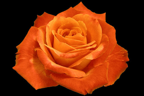 orangeroses.jpg