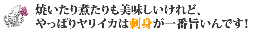 ヤリイカの美味しい食べ方