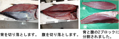 天然本マグロの解体