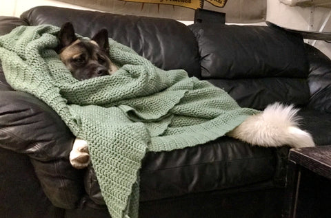 akita wrapped in warm blanket