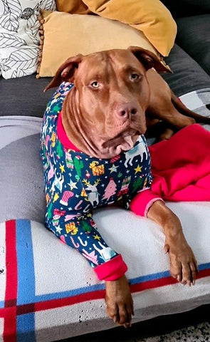 big dog looking up while wearing pajamas