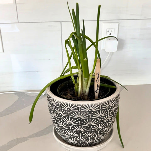 Upcycled bamboo toothbrush used as plant markers