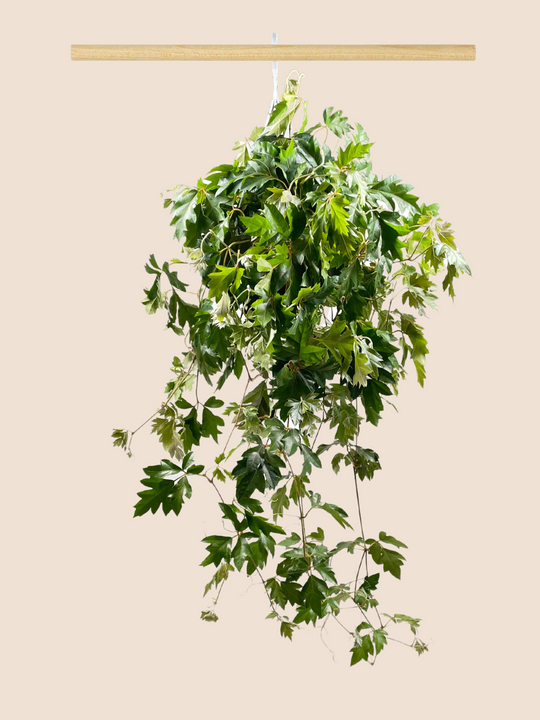 FICUS LYRATA – Ella Plants