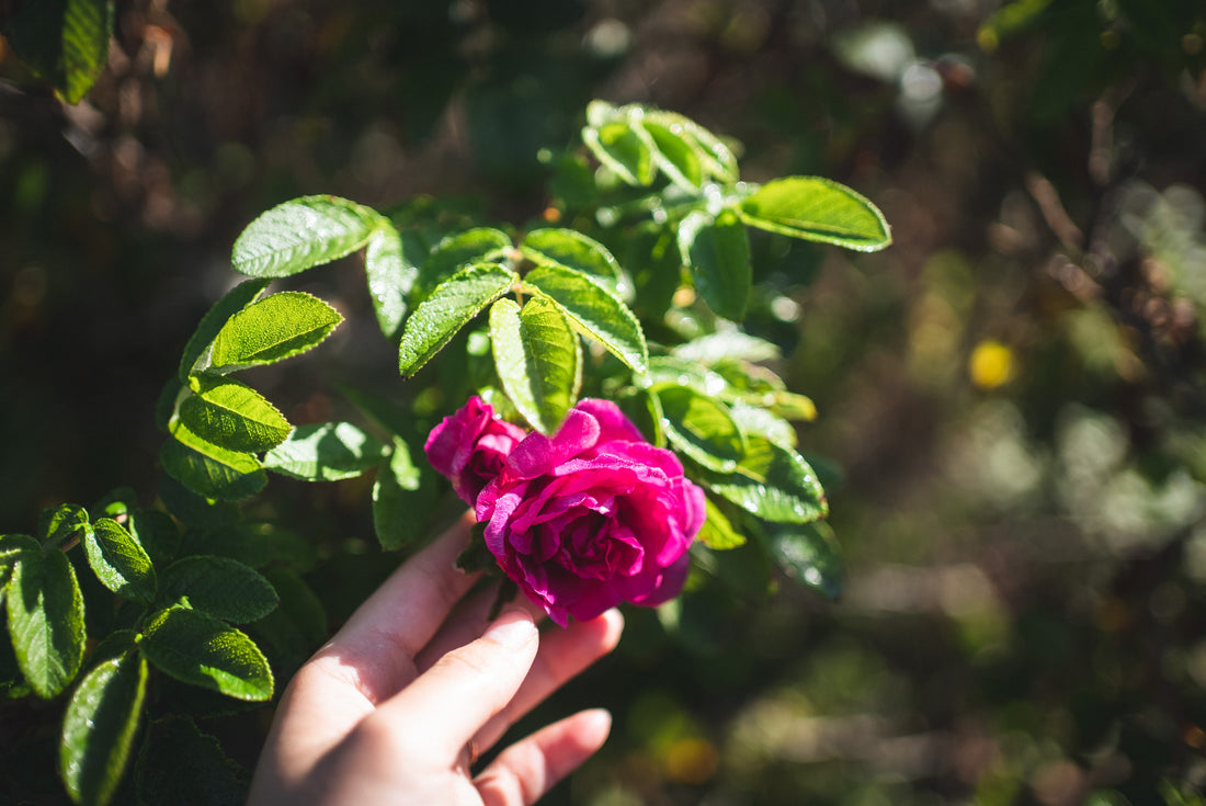 たくましさと艶をまとう香り Rosa Rugosa