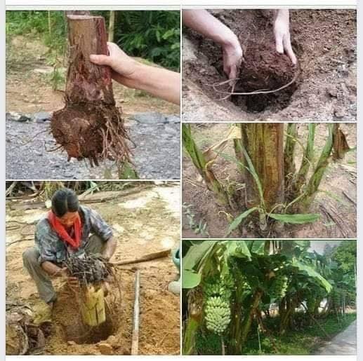 Planting Banana corms/stems upside for bigger fruit, stronger stems, shorter plants and encourage more suckers out