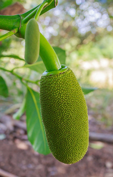 Jackfruit Flower