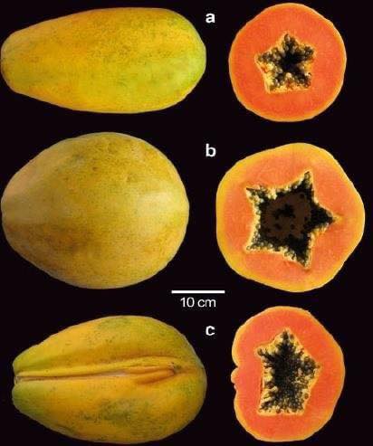 Papaya Genders