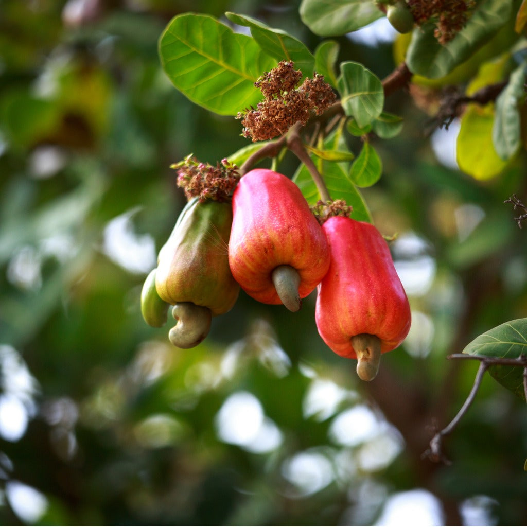 cashew nut