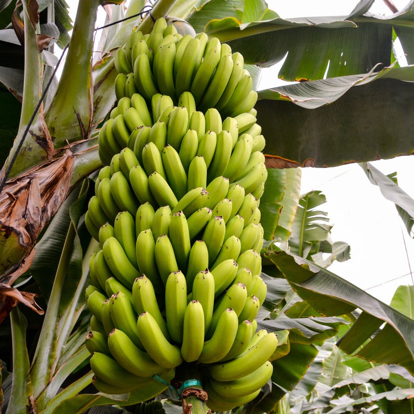 Exotica NZ Plants | High Noon - Dessert Banana - Exotica NZ Plant ...