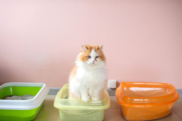 a fluffy cat is testing a cat litter tray