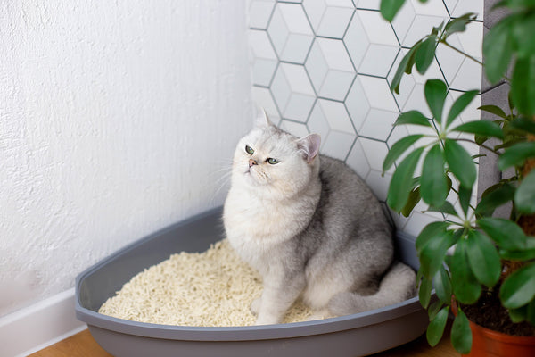 a relaxed white cat sits in a plastic corner tray