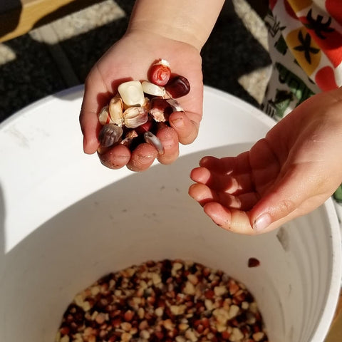 Multi-colored heritage grains in a bucket being sifted by hands.