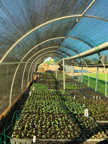 The Cultural Roots Nursery greenhouse.