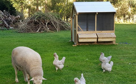 Bantam free range chickens